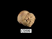 藏品(紫口珊瑚螺)的圖片